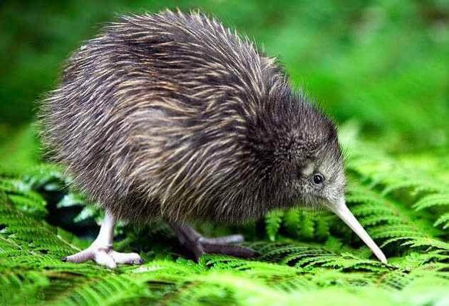 The unique flora and fauna of New Zealand - New Zealand, Nature, Animals, Flora, Fauna, Travels, Longpost, The photo