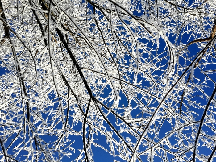 The sky is lighter than it seems - My, Sky, Nature, Winter, The photo, Branch, Tree