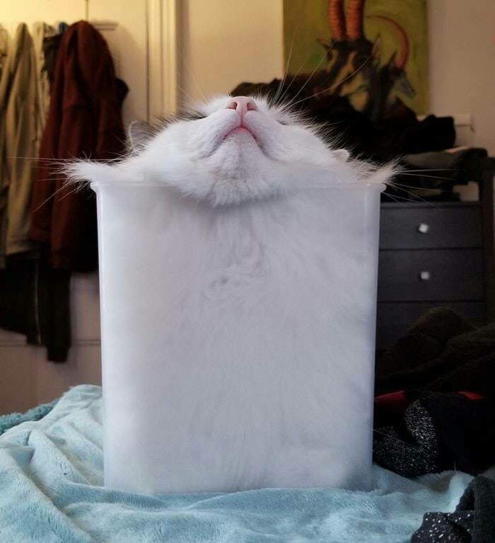 Cats are liquid. Proven. - cat, Liquid, Proof, Longpost, Cats are liquid