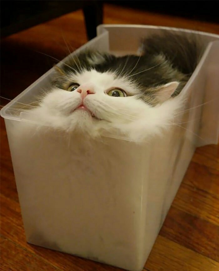 Cats are liquid. Proven. - cat, Liquid, Proof, Longpost, Cats are liquid