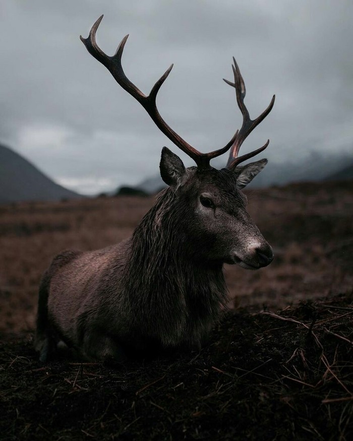 Now put your reality aside and plunge into the magic of dark Scotland. - Scotland, The mountains, Longpost, Nature, Animals, Magic, The photo