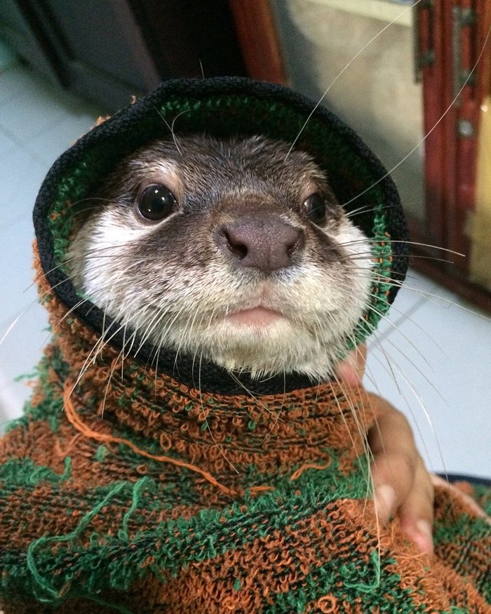 Otter :3 - Milota, Otter, The photo, Longpost