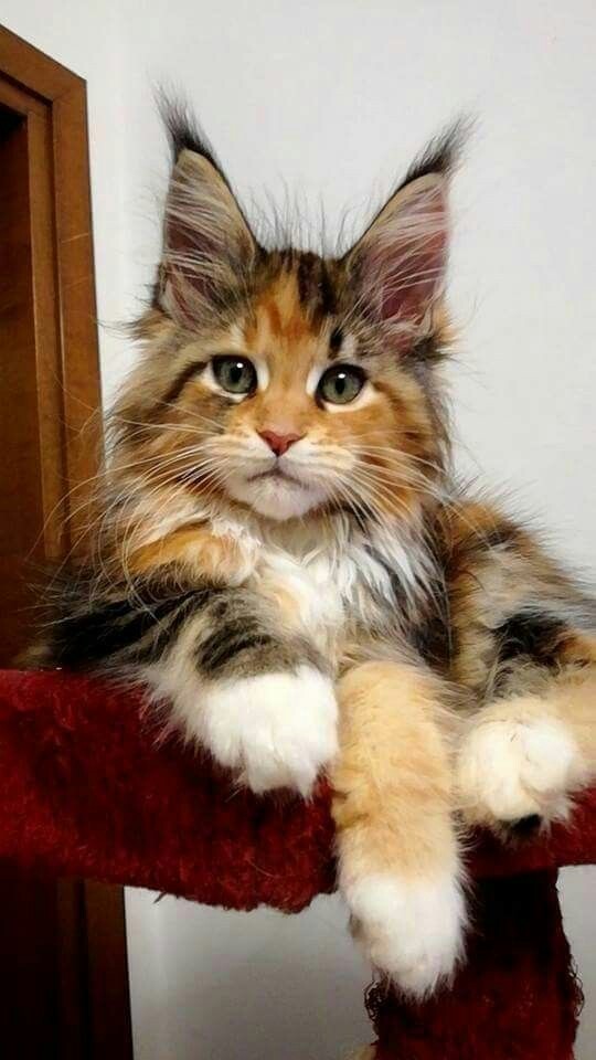 Little beauty. - cat, Maine Coon, Fluffy