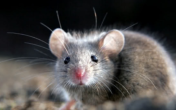 Scientists have created cyborg mice and learned how to remotely control them. - South Korea, Scientists, , Technologies, Science and technology, Rodents