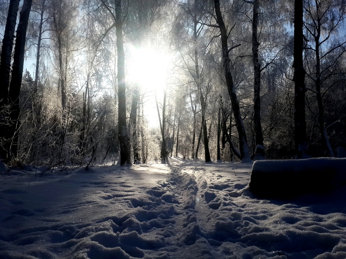 If there was no winter in the cities of fun - My, Winter, Forest, Nature, The photo