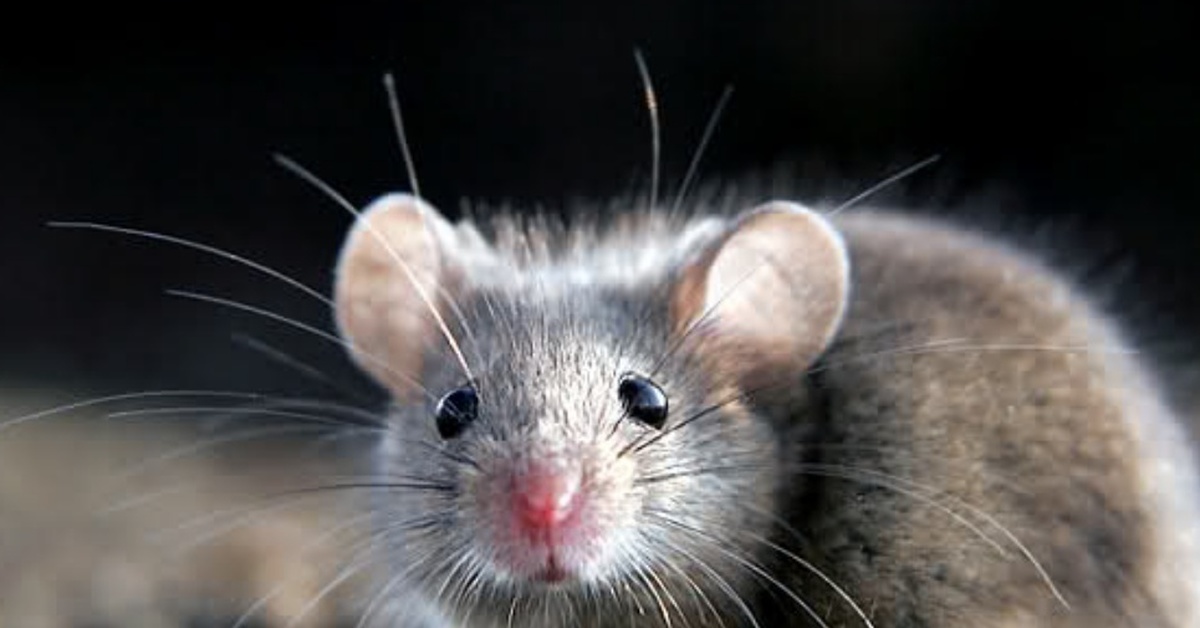 Видеть во живых мышей. Мышь животное. Мышка Живая. Мышь вблизи. Мышь фото.