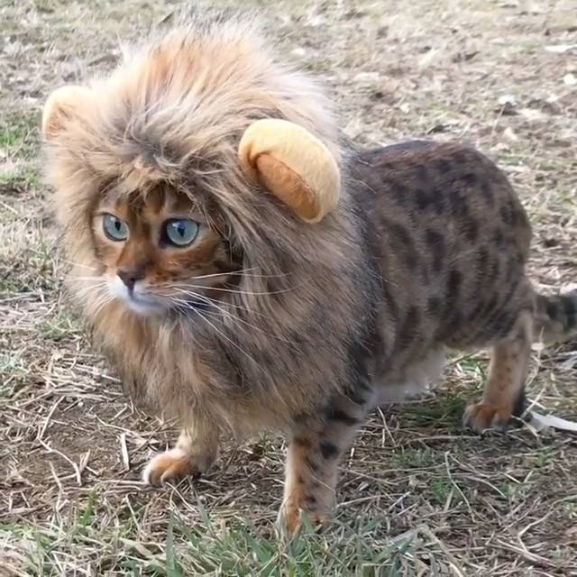 Almost king - Catomafia, a lion, Costume, Humor, Funny animals, cat