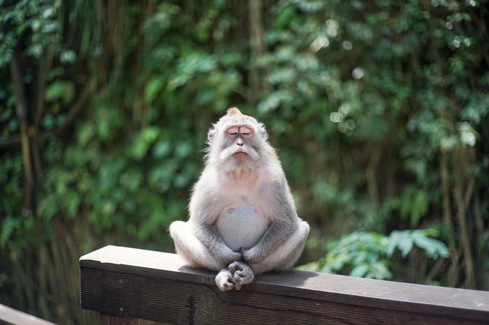 wise monkey - Monkey, Wisdom, Animals, The photo