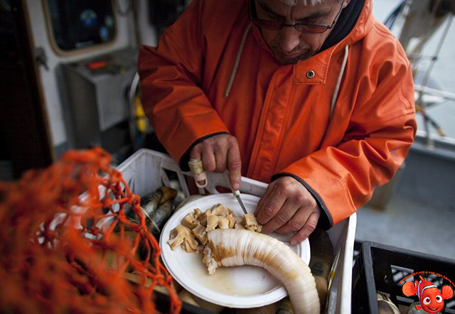 Гуидак - роющий моллюск | Пикабу