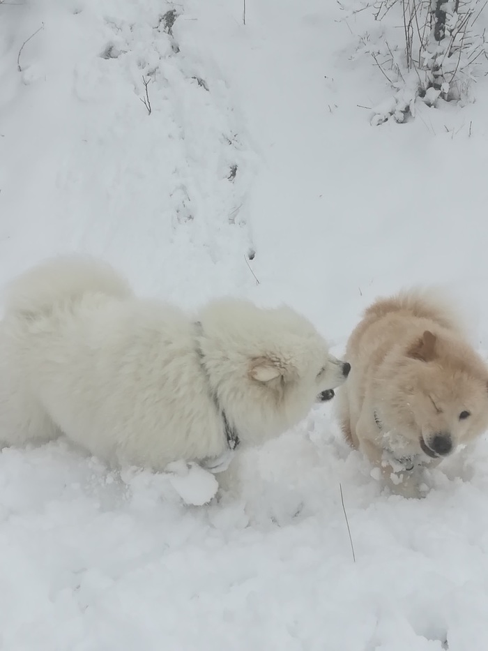 Dog friendship, walk in the forest) - My, Milota, Dog, Dog days, Games, Chow Chow, Longpost