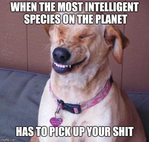 When the smartest creatures on the planet have to pick up your shit - Dog, People