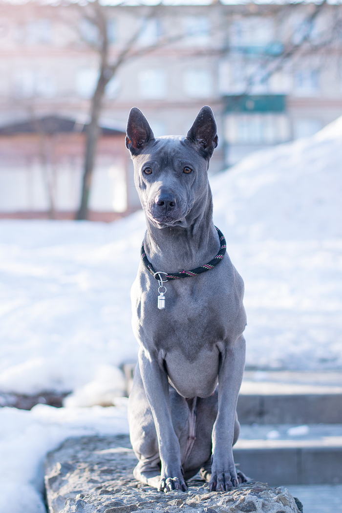 Thai Ridgeback. - My, Dog, Thai Ridgeback, Animalistics, Longpost