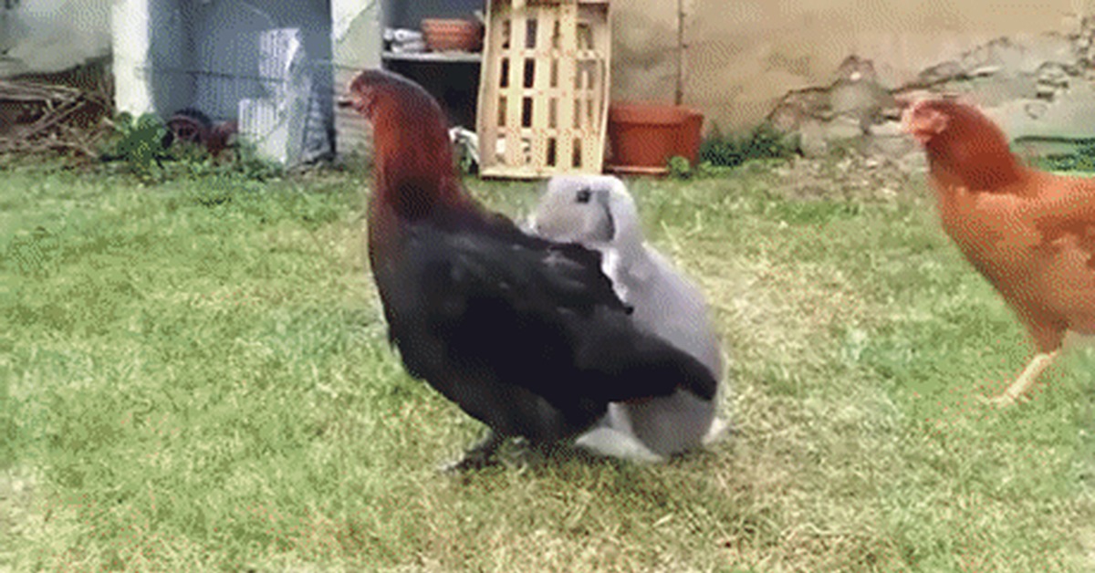 Stripper Chicken Gif