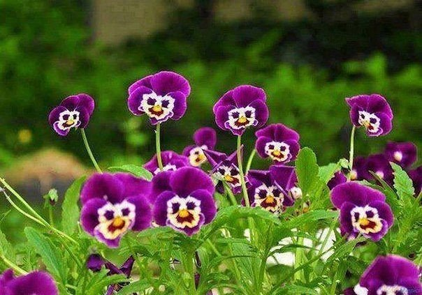 Pansies are smiling - Pansies, The photo