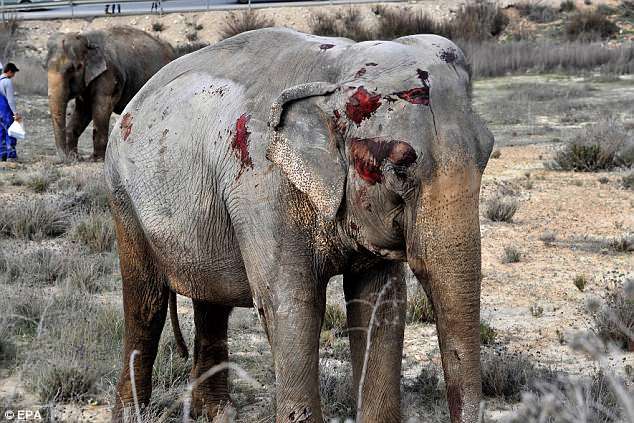 An elephant died in a car accident. - Crash, Elephants, Video, Longpost