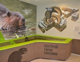 Voronezh beavers are always kind - My, Beavers, Nursery, , Longpost