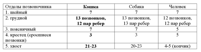 у кошек нет ключиц поэтому их нельзя тянуть за передние лапы. Смотреть фото у кошек нет ключиц поэтому их нельзя тянуть за передние лапы. Смотреть картинку у кошек нет ключиц поэтому их нельзя тянуть за передние лапы. Картинка про у кошек нет ключиц поэтому их нельзя тянуть за передние лапы. Фото у кошек нет ключиц поэтому их нельзя тянуть за передние лапы