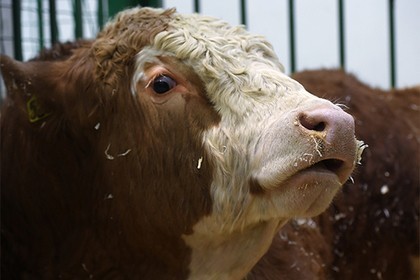 The cows were offered to soothe the Koran - Cow, Koran, Calming down, The photo