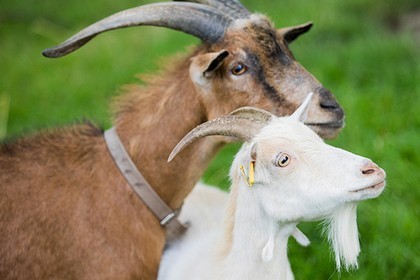Hungry visitors to the petting zoo slaughtered a goat - Goat, Zoo, Hunger, Murder, Justice, Germany, Food