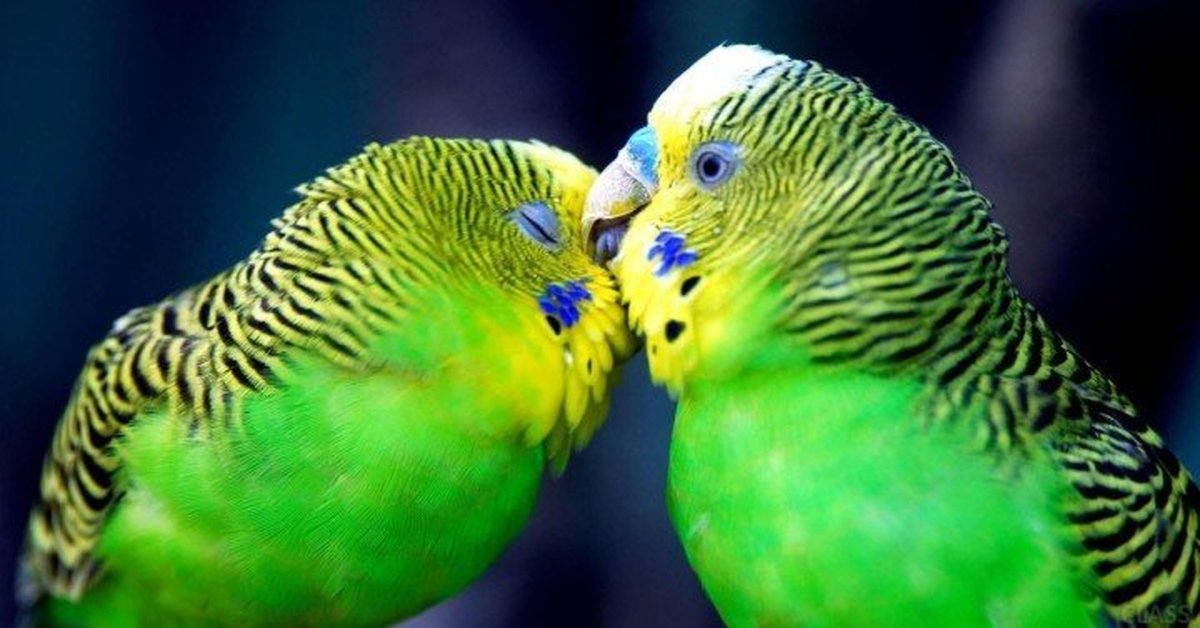 Попугаи разговоры слушать. Попугай зеленый опалиновый. Опалиновый волнистый попугай. Разговор волнистых попугаев. Говорящие волнистые попугайчики.