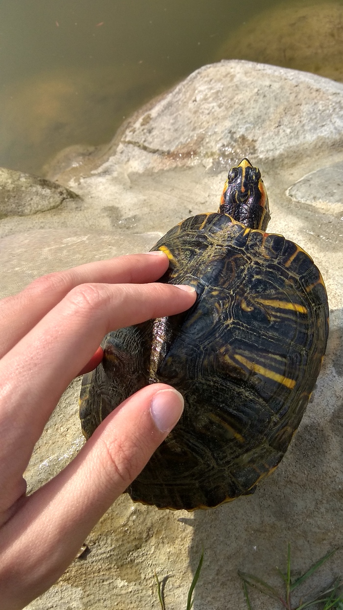 Turtles in the pond - Turtle, Pond, Longpost, The photo