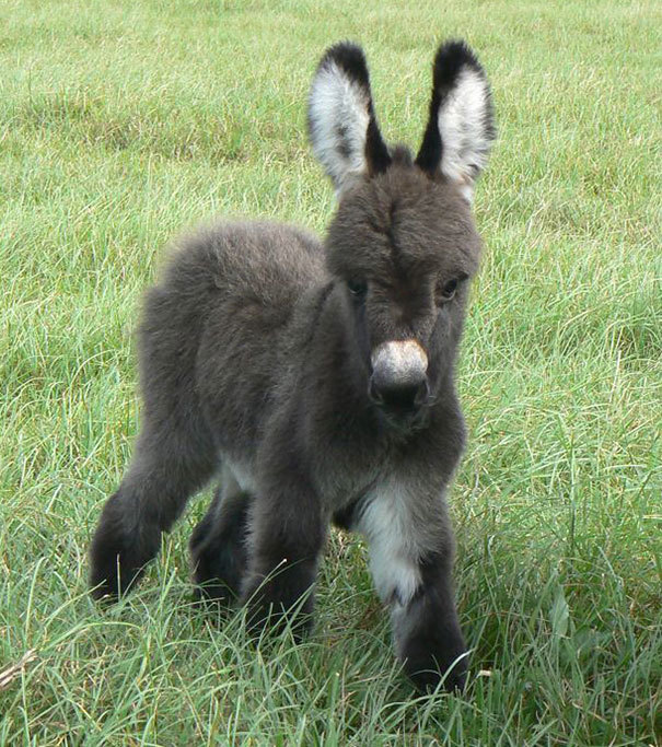 What little donkeys look like before they become donkeys. - Milota, Donkey, Animals, Longpost, The photo