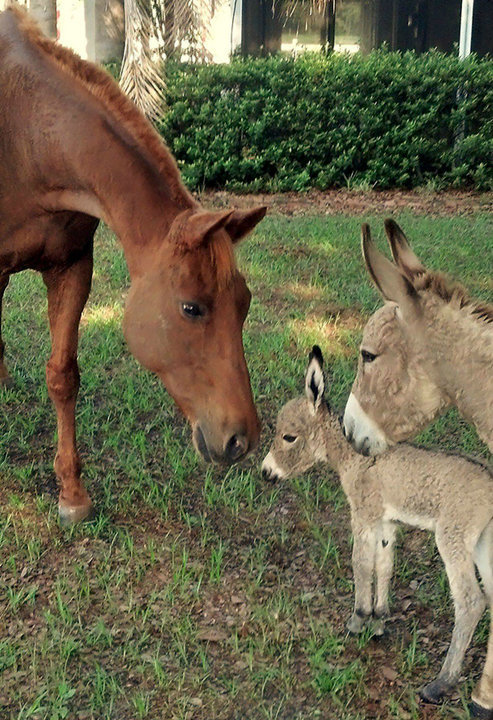 What little donkeys look like before they become donkeys. - Milota, Donkey, Animals, Longpost, The photo