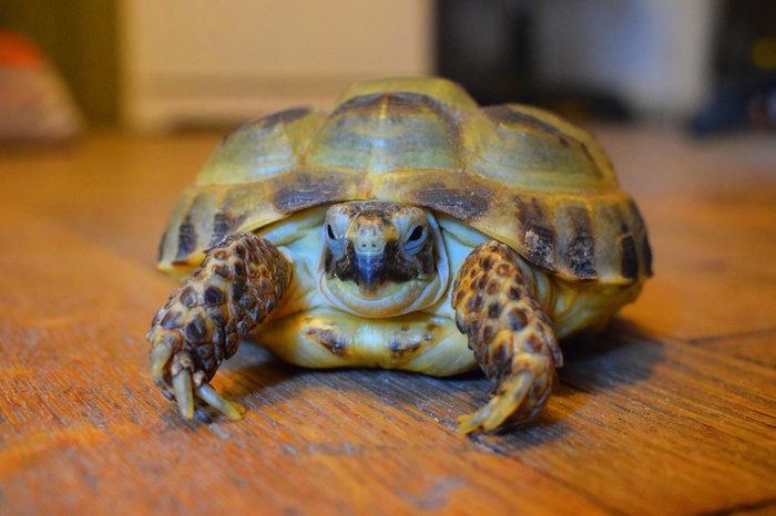 Обезьяна с гранатой или как я купила первую зеркалку. Часть вторая.