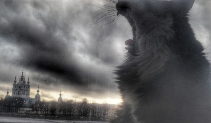 Peter and the epic yawn ^^ - My, Embankment, cat, Saint Petersburg, Neva