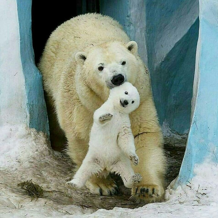 Провинился... - Снег, Фотография, Белый медведь