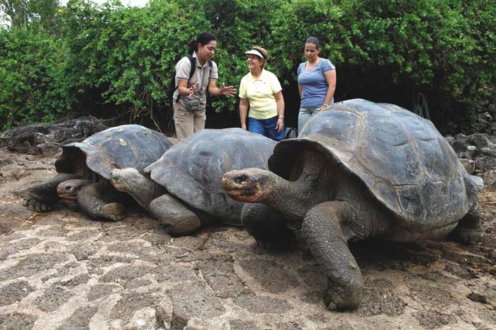 No. 1 on the UNESCO World Heritage List. Galapagos - sights, Travels, Turtle, UNESCO, Interesting, Galapagos Islands, Long-liver, Record holder