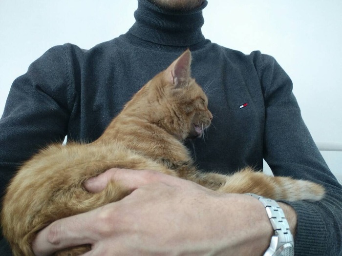 Найден кот! кот, Помощь, помощь животным, длиннопост, Иркутск, без рейтинга