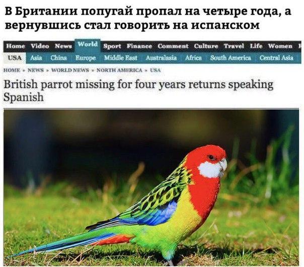 That moment when a bird is a polyglot, but you couldn't - Birds, Polyglot, Foreign languages, A parrot, Screenshot