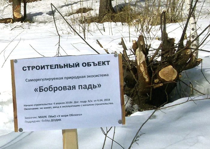 The beaver was entrusted with the improvement of the swamp in the Siberian park - Siberia, Novosibirsk, The park, Beavers, Dodik, Longpost