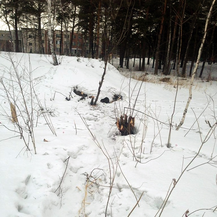 The beaver was entrusted with the improvement of the swamp in the Siberian park - Siberia, Novosibirsk, The park, Beavers, Dodik, Longpost