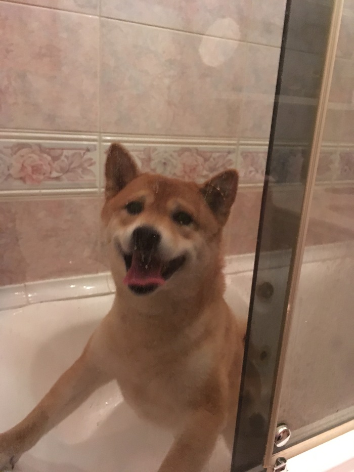 When you don't like to wash your paws - Milota, Shiba Inu, the washing up, My, Dog, Animals