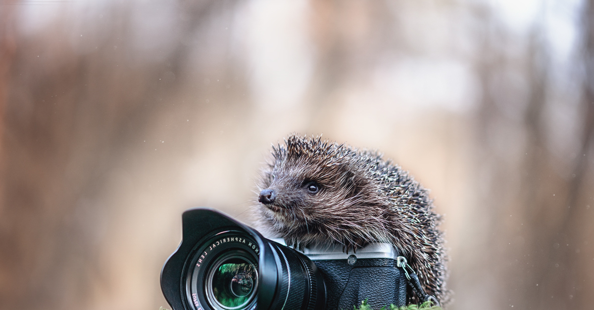 Животное с фотоаппаратом картинка