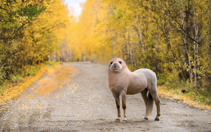 I love combining animals in Photoshop. Here's the most ridiculous one. - Photoshop master, Photoshop, Horses, Seal, Reddit