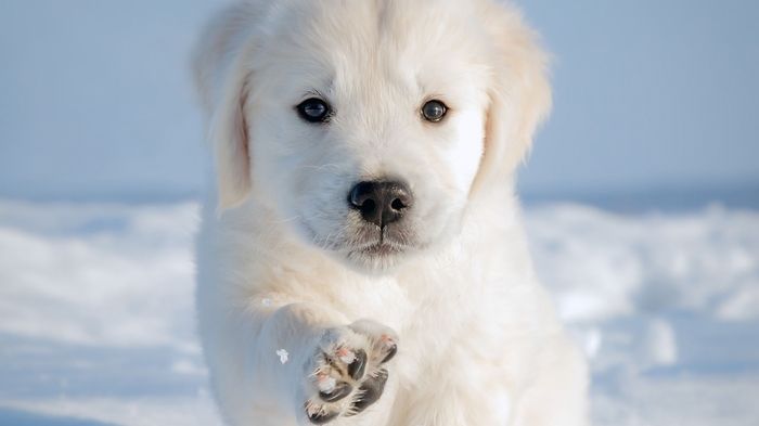 Polar bear. Start. - Puppies, beauty, Dog, Potential, Polar bear