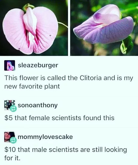 Clitoria (lat. Clitria) - clitoria, Scientists, Female, Men, Women