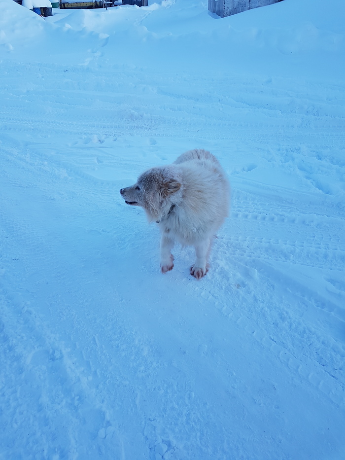 Заметки геолога. За полярным кругом. Якутия, Геология, Геологи, Снег, Длиннопост