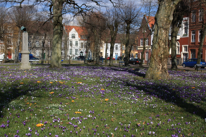 Северная Фризия. Цветение крокусов Германия, фризы, Крокус, цветы, длиннопост