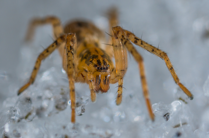 Spider in the snow - My, Spider, Arachnida, Macro, Macrohunt, Snow, Macro photography