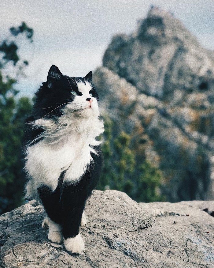 Величие - Фотография, Кот, Крым, Животные