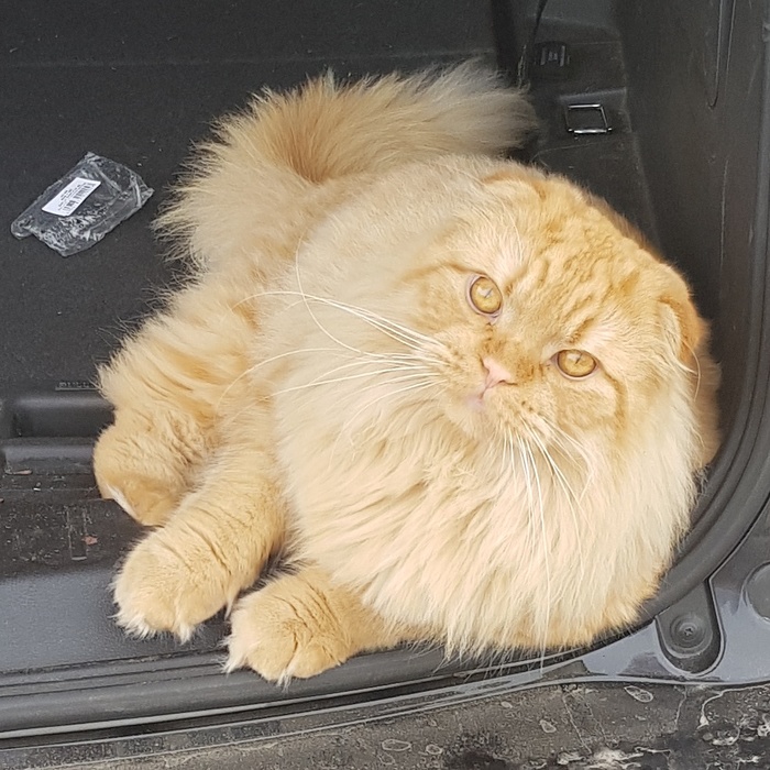 ����� ���