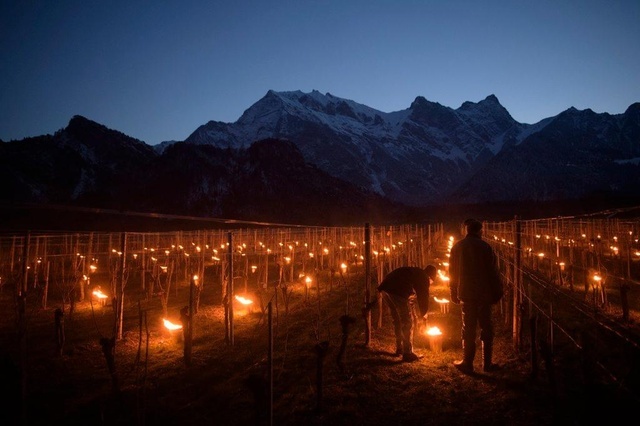 Night frosts - Grape, Сельское хозяйство, Frost, Switzerland