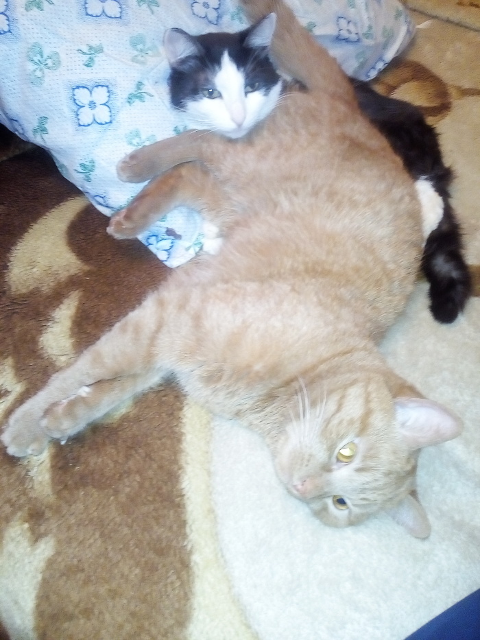 Наглая рыжая морда! ))