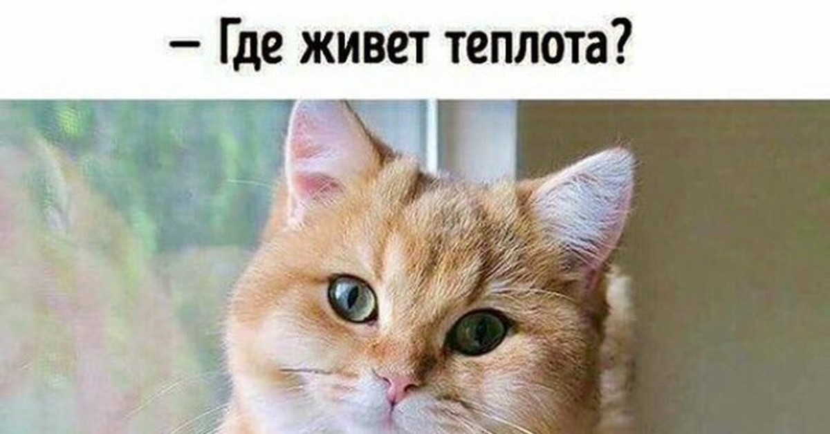 Туть котик картинка