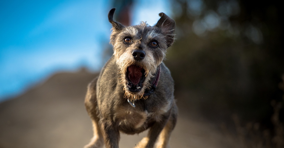 к чему снятся щенки собаки. бешеная свора. собака рычит. приснилось гонится собака. злая собака бежит.