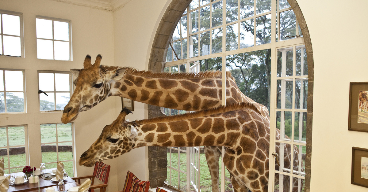 Гостиница для жирафов ограничение по времени 1. 1. Отель Giraffe Manor бассейн. Завтрак с жирафами. Завтрак в Африке с жирафами. Жираф парк в Африке отель.